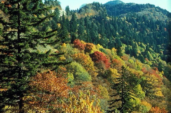 Autumn forest